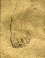 Drawing The Foot